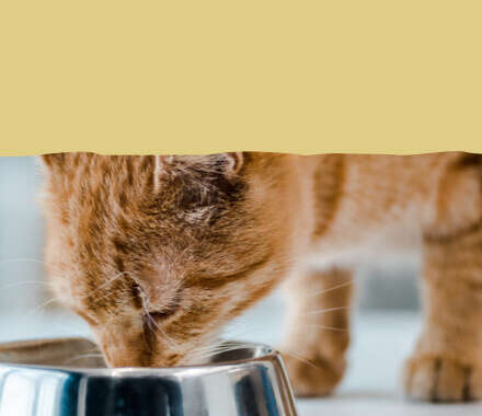 haustier katzen nassfutter banner c